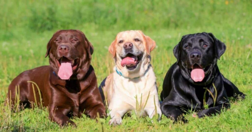 Things that are common with Labradors