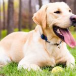 What’s The Average Life Span Of A Labrador