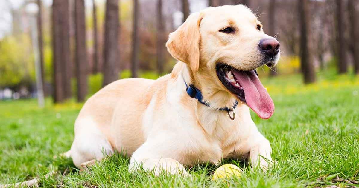 What’s The Average Life Span Of A Labrador