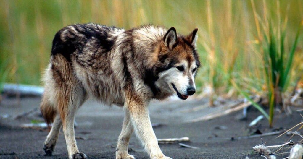 Wolf Hybrid